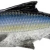 Savage Gear Pulse Tail Shiner LB Swimbait - 4in - Sexy Shad 2 Savage Gear Pulse Tail Shiner LB Swimbait - 4in - Sexy Shad -Pro Angler Shop savage gear 2541 pulse tail shiner lb swimbait 95326.1651281042